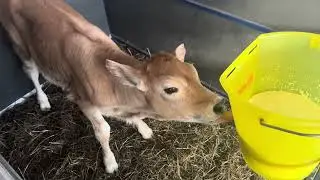 Технологічне утримання теляток на випойці | Private Milk | Михайло Травецький | Велесова ферма