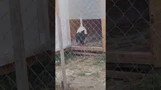 завтрак на крыше #брестскийаист #аист #спасениептиц