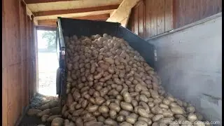 Выращивание картофеля! Все работы в одном видео!