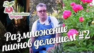 Размножение пионов делением #2 urozhainye_gryadki