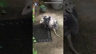 Opossum Babies Hitch Ride On Mom’s Back
