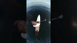 Pod of Dolphins Circle Paddleboarder