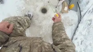 Ловим  живцов  в  палатке  и  едем    проверять  перемёт.