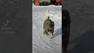возрождение Казахского волкодава Тобет 2