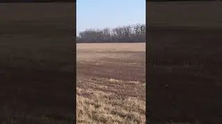 Лучший способ борьбы против мышей, одобрено красным крестом 👍