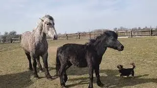 Выпустили пони на прогулку