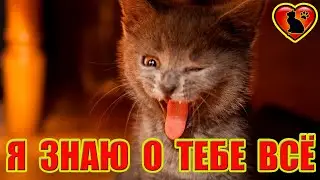 Что Можно Узнать О Человеке По Его Питомцу?!