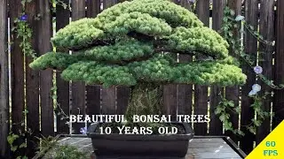 VERY BEAUTIFUL BONSAI TREES ON ROOF  |  10 YEARS OLD BONSAIS  |  60 FPS