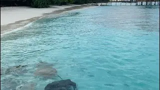 Мальдивы, отель Reethi Beach 4* к этому острову точно приплывают скаты
