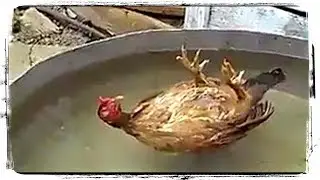 СМЕШНЫЕ ПТИЦЫ (приколы с животными) | FUNNY BIRDS (fun with animals) 