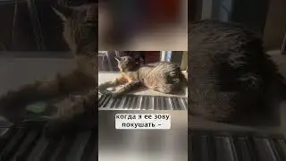 Пума, как и я, любит клавиши, но по-своему😺! «Солнечный вальс». Автор: MURAD Аманназаров