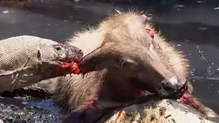 Комодский варан убивает. Варан ест Корову, Жесть Видеo. Комодский варан убивает. Дикая природа.