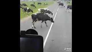 Голштинская порода не приспособлены так пастись