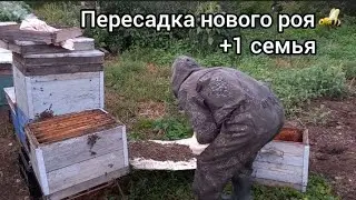 Слёты пчел начались🐝. Поймал второй рой за неделю!