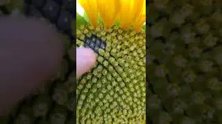 Подсолнух созревает 🌻🌻🌻