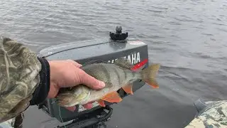 Окунь как YAMAHA пойман на кружок/ дикое озеро на Ямале