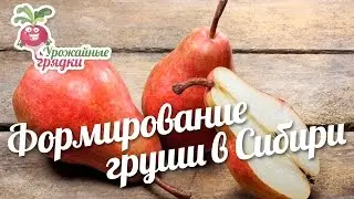 Формирование груши в Сибири 