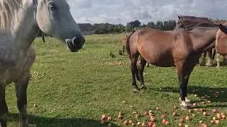 Собачки пасут лошадей