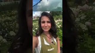 ВИДЕООБЗОР ГОРТЕНЗИЙ