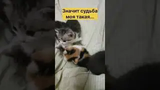 Семья съехала, а котят оставили