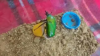Green Fruit Beetles Dicronorhina Micans