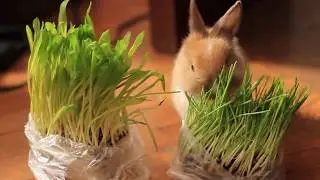 Дикие животные спасают людей!