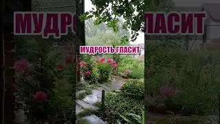 Что делать чтобы из тебя не сделали доски... #мудрость #мудростьдня #мотивациядня