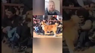Среднеазиатская овчарка. Тип конституции и движения.