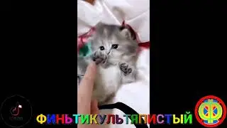 Лучшая Подборка Приколов с Кошками и Собаками /Смешные Животные 2022 ⭐ ПОПРОБУЙ НЕ ЗАСМЕЯТЬСЯ!!!