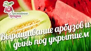 Выращивание арбузов и дынь под укрытием #urozhainye_gryadki