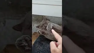 Играюсь с котом