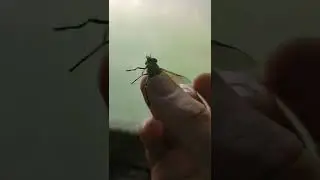 Как поймать слепня :)