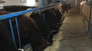 Посылка от подписчика, Очень нужная вещь для наших животных.