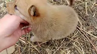 Финский шпиц. Щенок 1 месяц.И кролы🐰