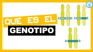 QUÉ ES EL GENOTIPO 🧬🧬🧬