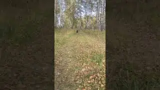 Канадский волк - гибрид 20 сентября