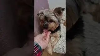Поделиться последним кусочком, это двнь нашим с Томмиком хорошим, добрым отношениям. Он просто ждет.