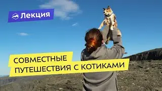 Совместные путешествия с котиками