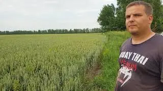 Озимая пшеница Льговская 4 в Новомалыклинском районе