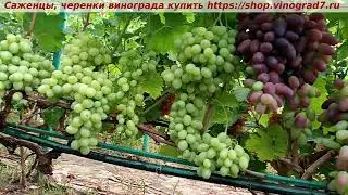 Парад сортов 27.07.24 г. виноград Валентина и Байконур Каталог Пузенко https://shop.vinograd7.ru/