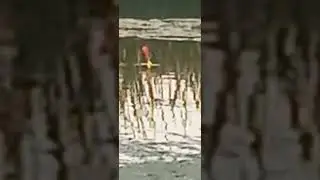 ЧТО ЗА РЫБА БЕРЁТ?