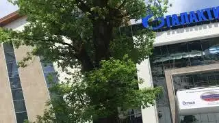 ХХ СЪЕЗД ОРТОДОНТОВ