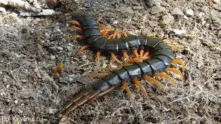 Крымская кольчатая сколопендра - быстрая и хищная многоножка