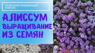 Алиссум выращивание из семян