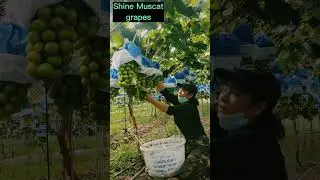 Grape Harvest 