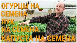 Как в деревнях растили свои семена огурцов? Как вырастить свои семена капусты? Свои семена лука.