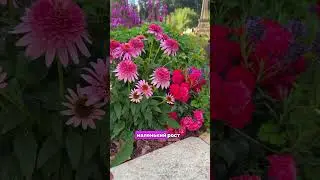 ДАРИМ ГАЙД ПО УХОДУ ЗА ТУЯМИ НА ГОД👉 в описании канала #дача #цветы #длядачи #garden