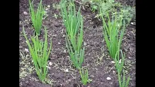 Лук батун посадка рассады в грунт