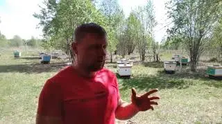 Отводки сделал. Несколько слов о данном методе и мои дальнейшие действия. 22.05.2022г. Кыштовка