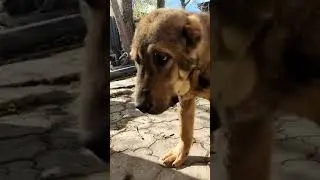 Национальное достояние Казахский волкодав Тобет.